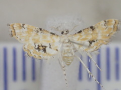 Parapoynx sinuosa