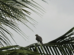 Accipiter badius