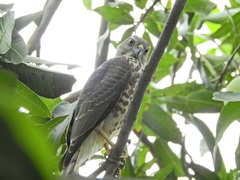 Accipiter badius