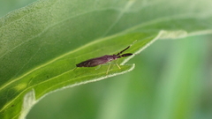 Heterotoma