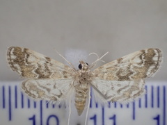 Parapoynx tenebralis
