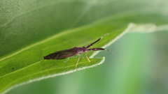 Heterotoma