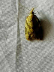 Sparganothis pilleriana