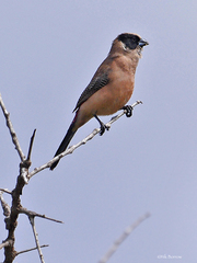 Brunhilda charmosyna