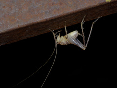 Ceuthophilus secretus