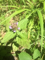 Prunella vulgaris