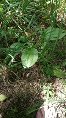 Plantago major