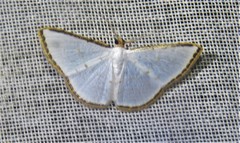 Leuciris