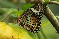 Cethosia mahratta