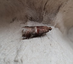 Acrobasis marmorea