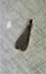 Coptotermes testaceus