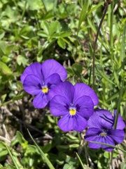 Viola calcarata