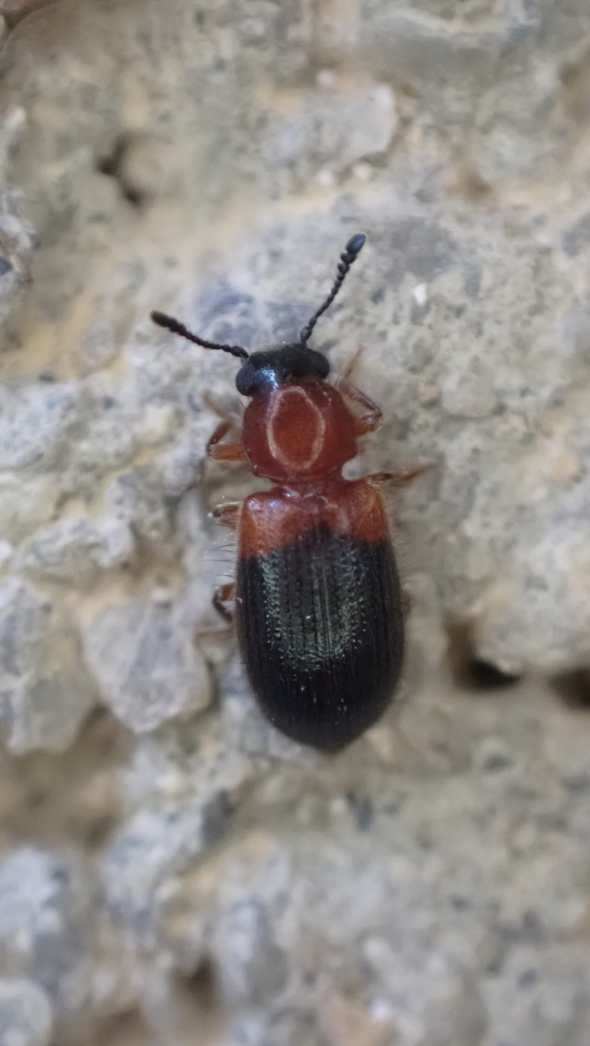 Necrobia ruficollis (Fabricius, 1775)