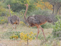 Struthio molybdophanes