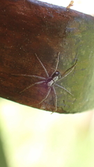 Pulchellodromus pulchellus