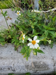 Bidens alba