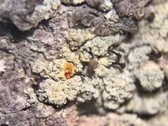 Chaenotheca ferruginea