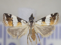 Eurhythma argyphea