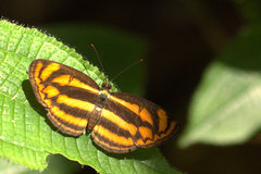 Lasippa tiga siaka