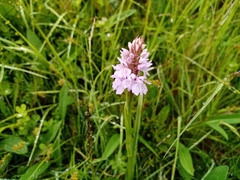Dactylorhiza