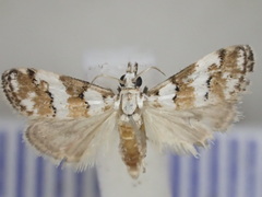Eurhythma cataxia