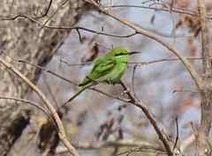 Merops viridissimus