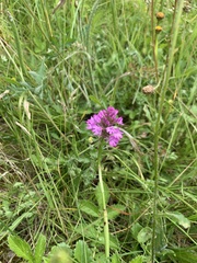 Anacamptis pyramidalis