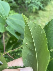 Caryomyia urnula
