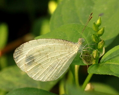 Leptosia nina
