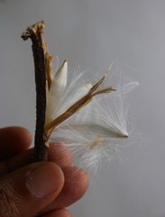 Genianthus laurifolius