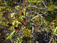 Veronica albicans