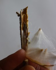 Genianthus laurifolius