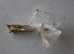 Genianthus laurifolius