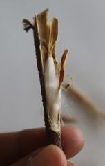 Genianthus laurifolius