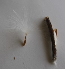 Genianthus laurifolius