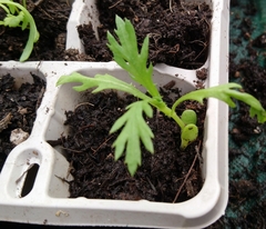 Angiospermae