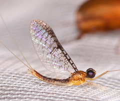 Leucrocuta aphrodite