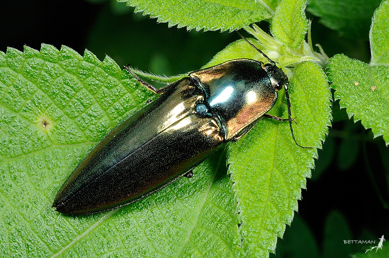 Campsosternus