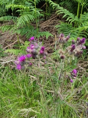 Cirsium palustre