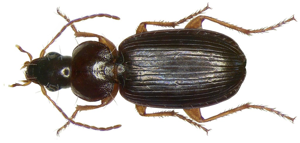 Olisthopus rotundatus