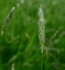 Alopecurus geniculatus