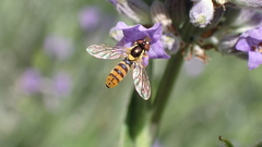 Sphaerophoria rueppellii