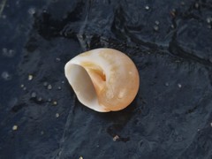 Natica pseustes