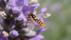 Sphaerophoria rueppellii