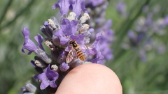 Sphaerophoria rueppellii