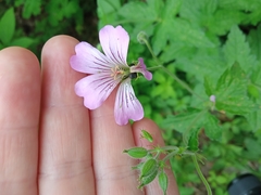 Geranium gracile