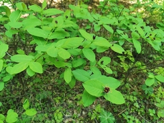 Lonicera chamissoi