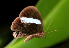 Paralaxita orphna