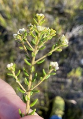 Phylica parviflora