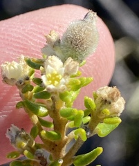 Phylica parviflora